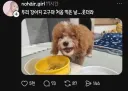 고구마를 처음 먹어본 강아지.jpg