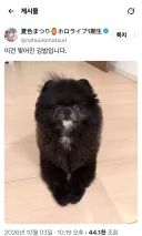 버튜버) 마츠리 : 이건 찢어진 김밥