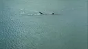 부캉이 부산 상어🦈 그물 넘어 다시 돌아오는 영상 모음