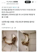 화장실에서 무한 생산되는 버섯을 발견한 일본인