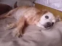 우리집 댕댕이 거울 쓸줄 모름