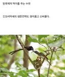 예쁜 새 사진에 태클거는 사람