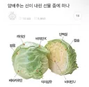 양배추는 신이 내린 선물 중 하나다.jpg