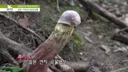 고추)일본 연지 그물버섯