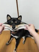 아아――, 좋은 탄력감이다――――