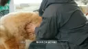 견주에게 못할말을 한듯한 강형욱