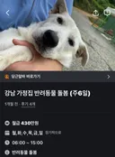 강남 가정집 반려동물 돌봄 당근알바