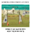 진도견이 외국 애견 훈련 대회에서 좋은 점수 못 받는 이유 (펌)