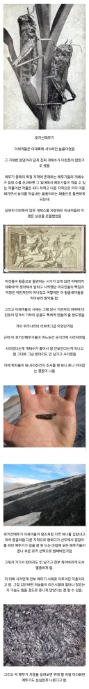 멸종 원인이 존나 골때리는 곤충류 원탑