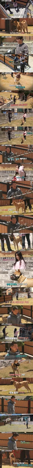 개물림 사고 대부분 원인.jpg