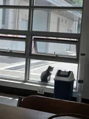 사무실 냥이 근황