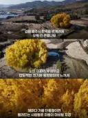 은행나무 800살이라고 거짓말한 원주시