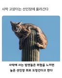 자연산 초대형 캣타워