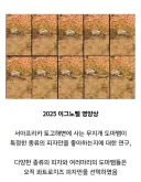 이그노벨상은 의외로 굉장한 건 아니지만 엄청난 경우가 많음
