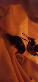 너네는 검은 머리 짐승 키우지마라