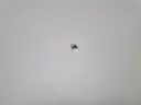 모기 생포했다