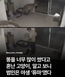 똥 많이 쌌다고 혼난 고양이