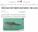 북항 친수공원 '부캉이' 멸종위기 흑상어 최종 확인…체장 3m 암컷