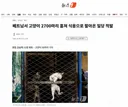 베트남서 고양이 2700마리 훔쳐 식용으로 팔아온 일당 적발
