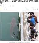 [속보] 북항 상어 '부캉이', 체장 3m 흑상어 암컷으로 최종 확인