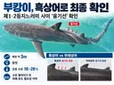 북항 친수공원 '부캉이' 무태상어 아니라, 멸종 위기 종 [흑상어]로 밝혀짐