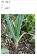 경북대 신종 빌런.eta