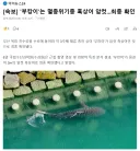 속보) 부캉이는 암컷