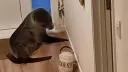 시비건 고양이 집까지 쫓아온 바다표범