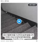 CGV 건물에 비둘기 갇혀 있길래 탈출시켜 주려다 의도치 않게 테러해버렸음...