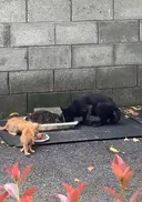 [입양.임보 홍보] 배를 두 번이나 개복했지만, 사람이 좋은 깜고 입양. 임보 홍보합니다 (D-4)