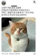 의사도 인정한 왕대두 고양이