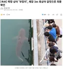 부캉이 3미터 크기 암컷 흑상어로 밝혀짐
