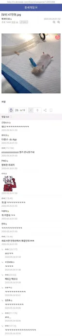 사람보다 비싼 햄찌 병원비.jpg