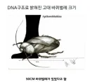 인터넷에서 떠도는 50센티 크기 바퀴벌레는 구라임.jpg