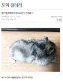 의사가 포기한 환자 야매로 수술한 디시인