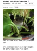 애착이파리 박살나서 슬픈 개구리.jpg