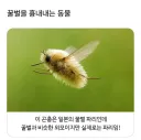 긔엽게 생긴 꿀벌의 충격적인 정체