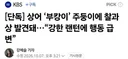 상어 부캉이 주둥이에 찰과상 발견돼강한 랜턴에 행동 급변news