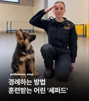 경례를 보고 배우는 어린 셰퍼트.jpg (AI아님)