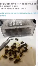성기에 벌침 놓아서 크게 키우려는 사람.jpg