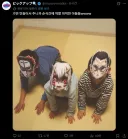 아이들이 가면을 쓰자 도게자 한 이유