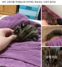 족보있어 보이는 길고양이 새끼