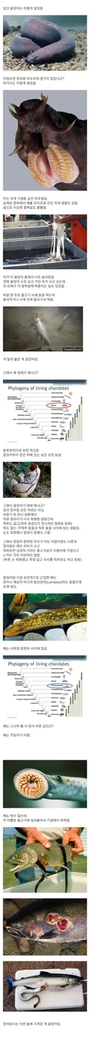 (혐) 꼼장어 정체.jpg