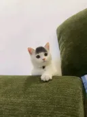 앞머리 있는 고양이...