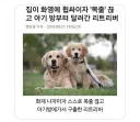 집 화재시 애완동물 행동