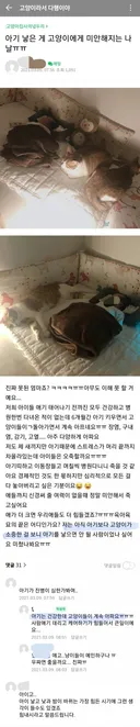 아기 낳은 게 고양이에게 미안해지는 나날