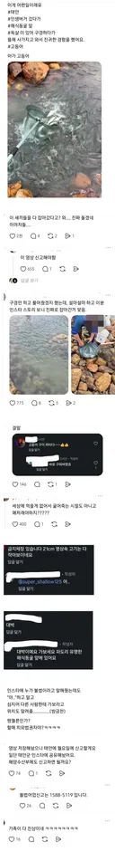 새끼 고등어 떼 발견하고 뜰채 사와서 고등어 파티한 사람들