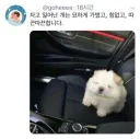 자다 일어난 동물 특징