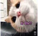 자동급식기캠에 찍힌 냥이