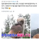 유독 대머리를 좋아하는 동물